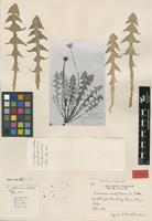 Isotype of Taraxacum acutifidum M.P.Christ. [family ASTERACEAE]