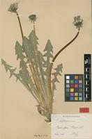 Isotype of Taraxacum altissimum H.Lindb. [family ASTERACEAE]