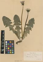 Isotype of Taraxacum ancistrolobum Dahlst. [family ASTERACEAE]