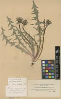 Isotype of Taraxacum angustisquameum Dahlst. var. pholidotum Dahlst. [family ASTERACEAE]
