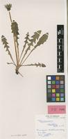 Isotype of Taraxacum atactum Sahlin & Soest [family ASTERACEAE]
