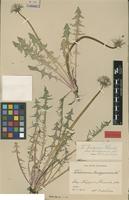Isolectotype of Taraxacum brachycranum Dahlst. [family ASTERACEAE]