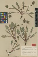 Isotype of Taraxacum bracteatum Dahlst. [family ASTERACEAE]