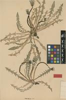 Isolectotype of Taraxacum ceratolobum Dahlst. [family ASTERACEAE]