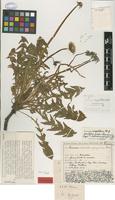 Isolectotype of Taraxacum chloroleucophyllym Dahlst. [family ASTERACEAE]
