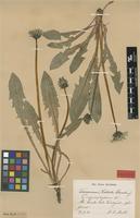 Isolectotype of Taraxacum copidophyllum Dahlst. [family ASTERACEAE]