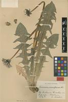 Isotype of Taraxacum croceiflorum Dahlst. [family ASTERACEAE]
