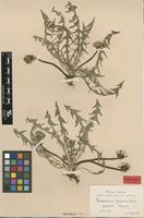 Isolectotype of Taraxacum fulvum Raunk. [family ASTERACEAE]