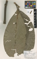 Type of Hoffmannia megistophylla Standl. [family RUBIACEAE]