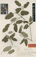 Type of Guettarda crenulata Urb. & Ekman [family RUBIACEAE]