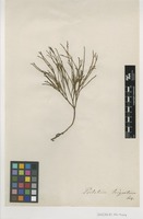 Filed as Psilotum nudum (L.) P.Beauv. [family PSILOTACEAE]