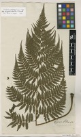 Type of Cyathea polypodioides Sw. [family CYATHEACEAE]