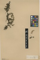 Filed as Pleopeltis polypodioides (L.) E.G.Andrews & Windham [family POLYPODIACEAE]