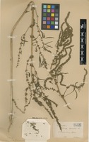 Type of Scleropus squamulatus Andersson [family AMARANTHACEAE]