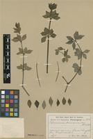 Type of Peperomia trineuroides Dahlst. [family PIPERACEAE]