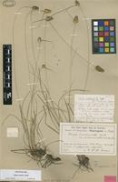 Holotype of Carex involucrata Boott var. submuricata C.B.Clarke [family CYPERACEAE]