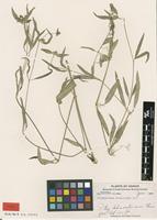 Type of Psilotrichum ferrugineum Moq. var. hainanense H.S.Kiu [family AMARANTHACEAE]