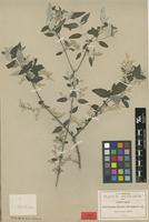 Type of Iresine discolor Greenm. [family AMARANTHACEAE]