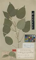 Isotype of Acalypha communis Müll.Arg. var. hirtiformis Pax & K.Hoffm. [family EUPHORBIACEAE]