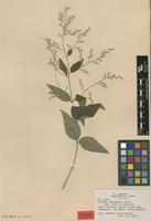 Syntype of Iresine hartmanii Uline var. gentryi Suess. [family AMARANTHACEAE]