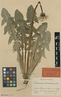 Lectotype of Taraxacum sundbergii Dahlst. [family ASTERACEAE]