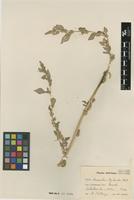 Type of Amaranthus asplundii Thell. [family AMARANTHACEAE]