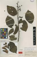 Isotype of Banisteriopsis inebrians C.V.Morton [family MALPIGHIACEAE]