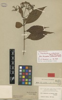 Isotype of Rondeletia colombiana Rusby [family RUBIACEAE]