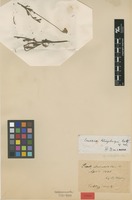 Isotype of Senecio klingbergii Mattf. [family ASTERACEAE]
