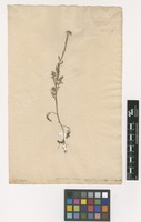 Filed as Anacyclus valentinus L. [family ASTERACEAE]