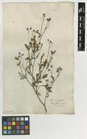 Filed as Senecio aegyptius L. [family ASTERACEAE]