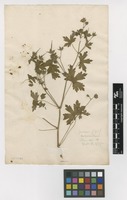 Filed as Geranium bohemicum L. [family GERANIACEAE]