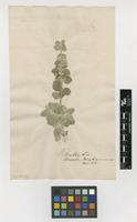 Filed as Ballota pseudodictamnus (L.) Benth. [family LAMIACEAE]