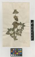 Filed as Ballota italica Benth. [family LAMIACEAE]