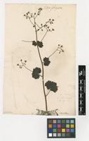 Filed as Saxifraga rotundifolia L. [family SAXIFRAGACEAE]