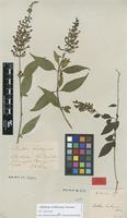 Filed as Buddleja lindleyana Fortune [family LOGANIACEAE]