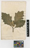 Filed as Solanum bonariense L. [family SOLANACEAE]