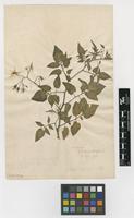 Filed as Solanum pimpinellifolium L. [family SOLANACEAE]