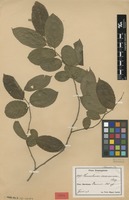 Isotype of Homalium trichocladum S.F.Blake [family SALICACEAE]