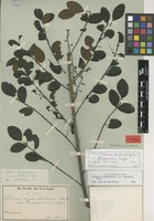 Syntype of Schinus terebinthifolius Raddi var. glaziovianus Engl. [family ANACARDIACEAE]