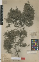 Lectotype of Soulangia arborescens Eckl. & Zeyh. [family RHAMNACEAE]