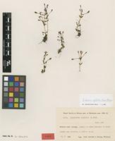 Isotype of Ilysanthes saxatilis Norl. [family LINDERNIACEAE]