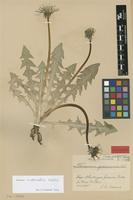 Isolectotype of Taraxacum granvinense Dahlst. [family ASTERACEAE]