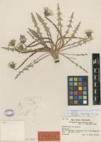 Lectotype of Taraxacum heleonastes G.E.Haglund [family ASTERACEAE]