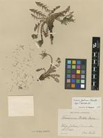 Isolectotype of Taraxacum dahlii Dahlst. [family ASTERACEAE]