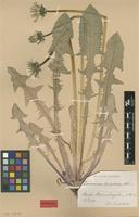 Isolectotype of Taraxacum lucidum Dahlst. [family ASTERACEAE]