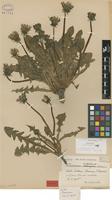 Paratype of Taraxacum orcadense Dahlst. [family ASTERACEAE]