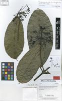 Holotype of Faramea robusta C.M.Taylor [family RUBIACEAE]
