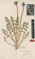 Isolectotype of Taraxacum pulchrifolium Markl. [family ASTERACEAE]