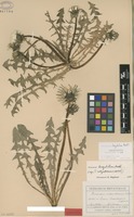 Isolectotype of Taraxacum subpallescens Dahlst. [family ASTERACEAE]
